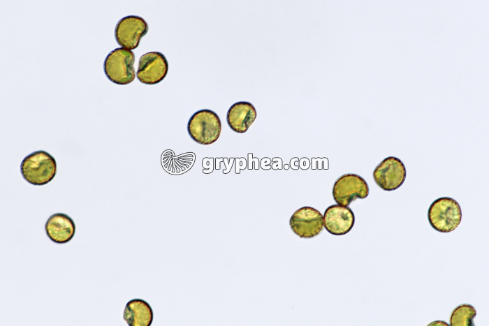 Spores de Polytric x160 - gryphea.org
